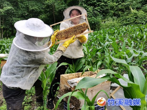 查看蜜蜂筑密情况