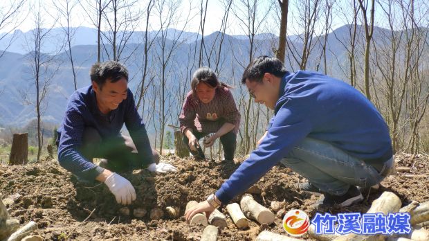 指导烟农种植天麻