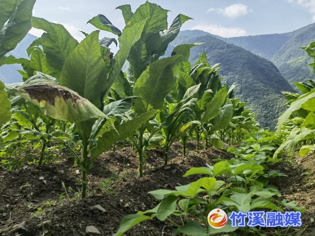 烟田套种黄豆