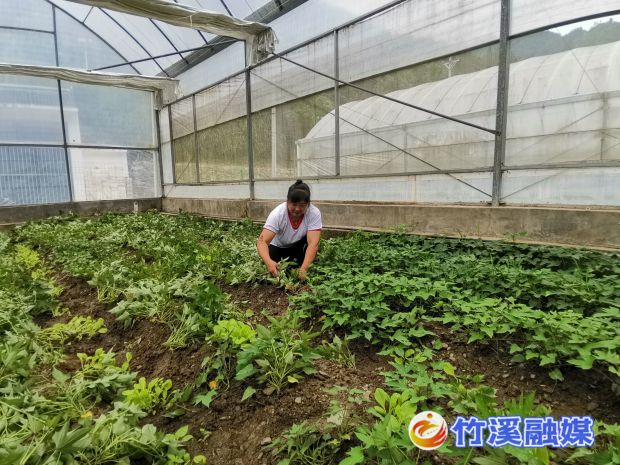 闲置期育苗大棚种植紫薯
