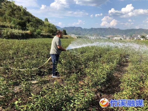 群众在给茶园浇水