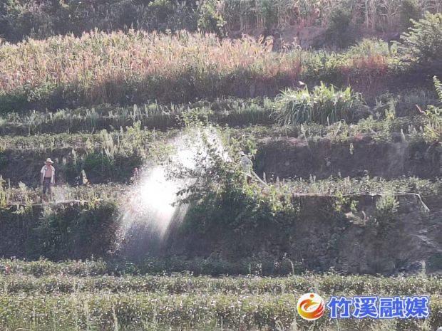 合作社派人在给茶园浇水