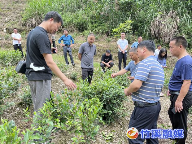 乡村振兴拉练进茶园_proc