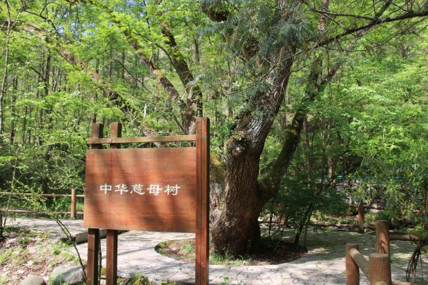 保护区中华慈母树