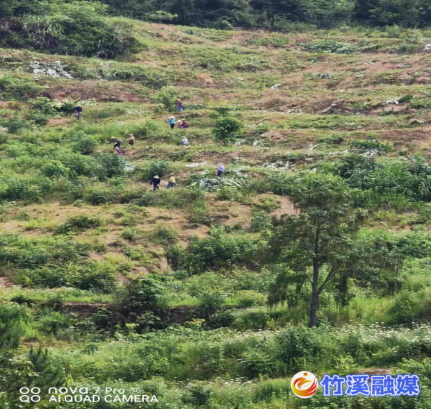 图片1