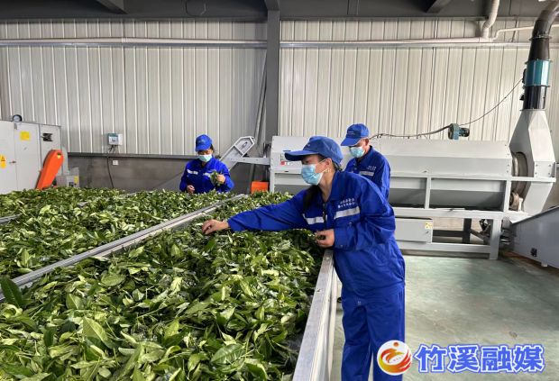 产茶车间