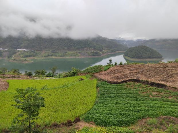 长滩库区茶园_proc