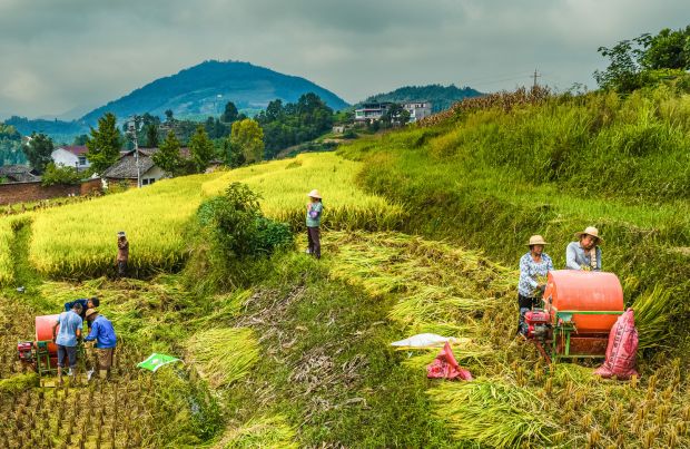 《抢抓时节，颗粒归仓》杨志贤 13797848878DJI_0174 拷贝